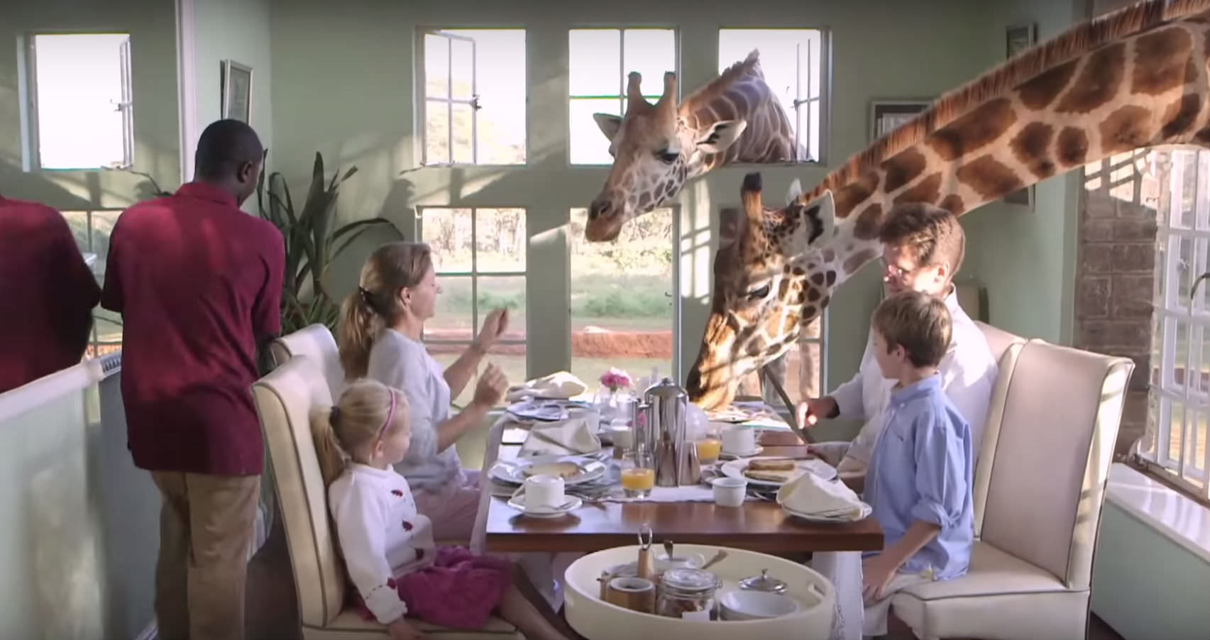 giraffer frukost