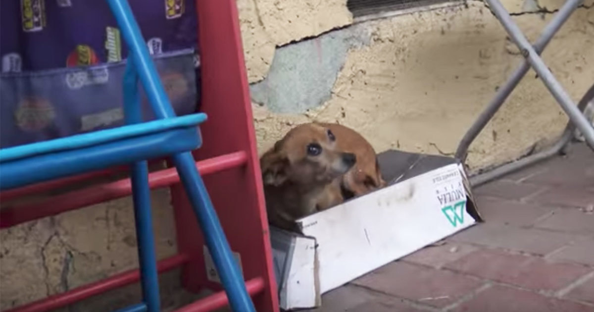 Straßenhund wird in einer Schuhschachtel gefunden als sie sie