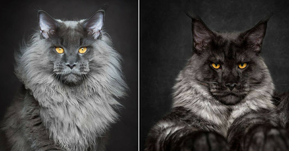 Conoce al enorme gato Maine coon – internet se rinde a sus patas