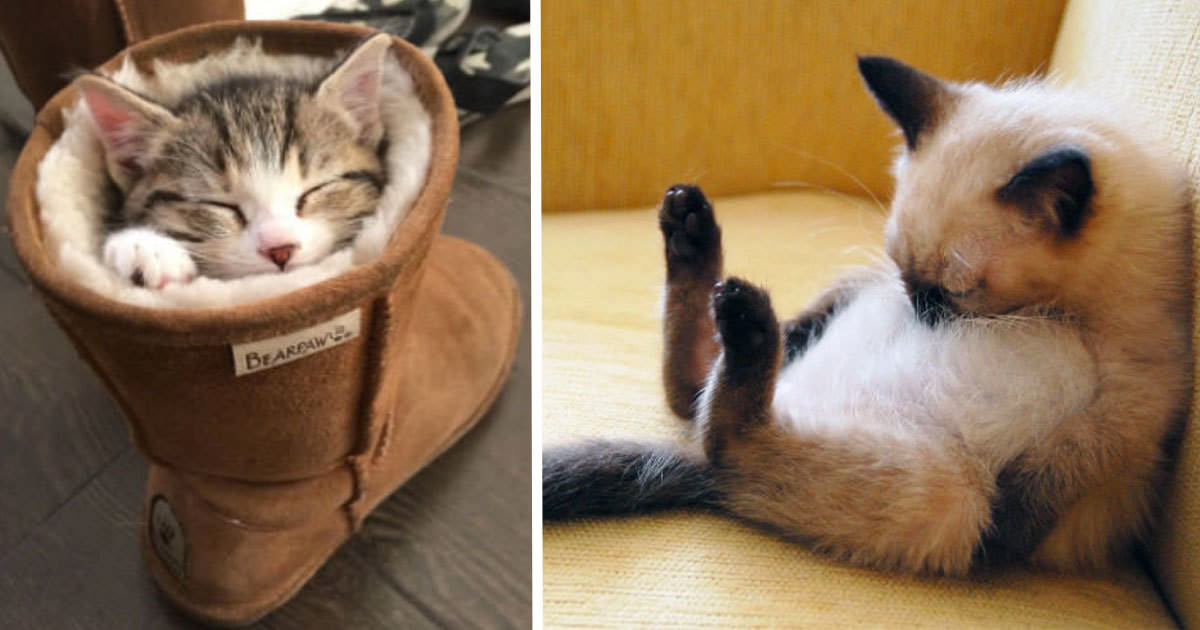 Hay Que Tapar A Los Gatos Para Dormir