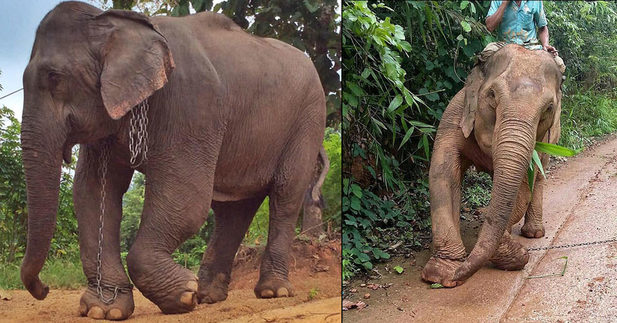 El Elefante Kabu Llora Cuando La Liberan Después De 20 Años En Cadenas 5699