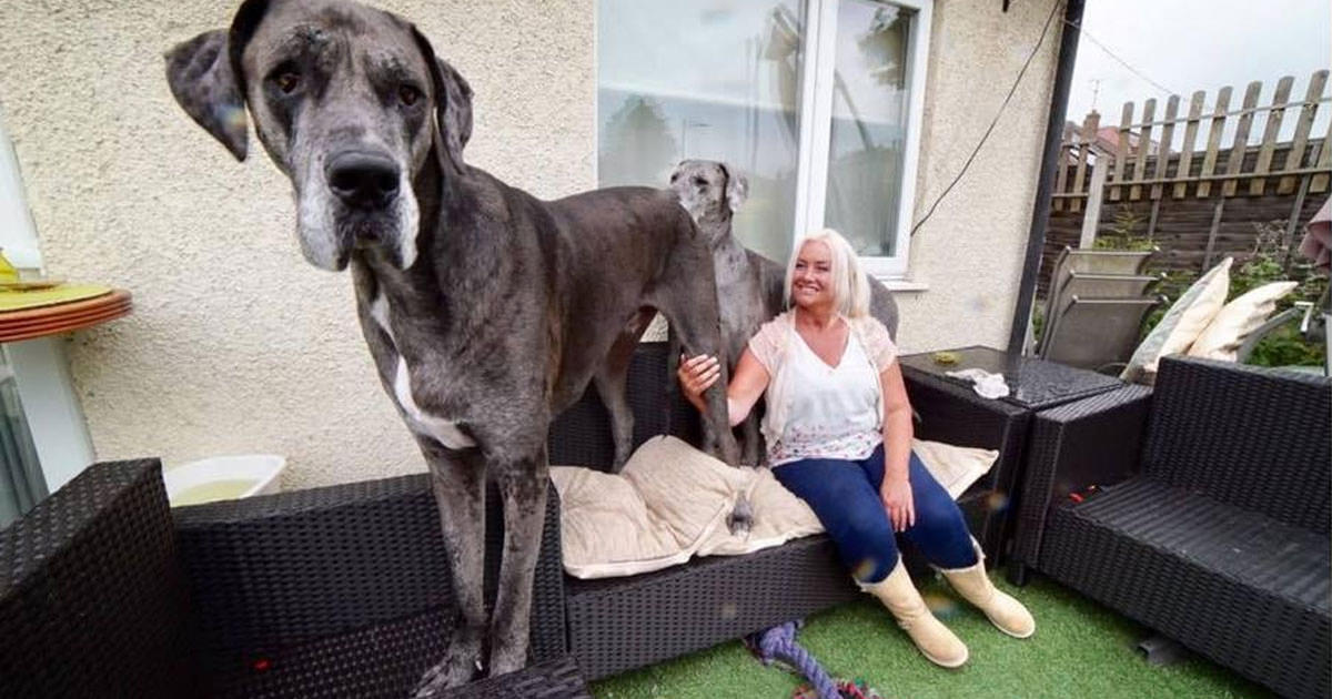 Te presentamos Freddy - el perro más grande del mundo