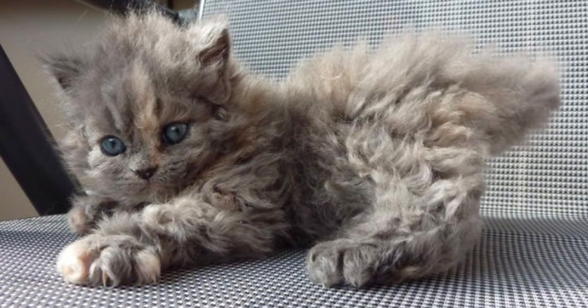 Conoce a los gatitos de pelo rizado que conquistan a toda la red