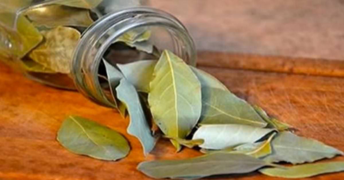 Enciende una hoja de laurel en la casa y espera 10 minutos