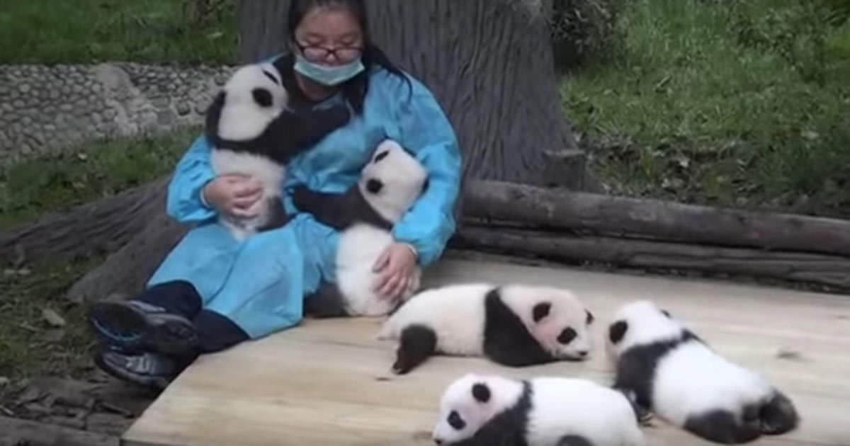 El Trabajo De Esta Mujer Es Cuidar A Los Bebés De Oso Panda. Y Además ...