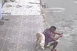 perro meando