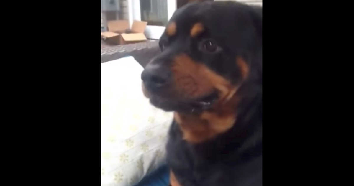 perro hace cara divertida