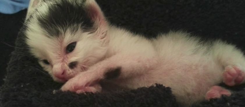 gato
