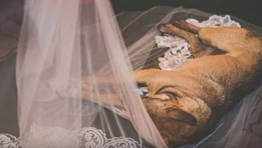 velo de la novia