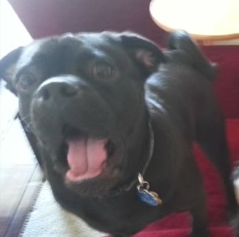 perro