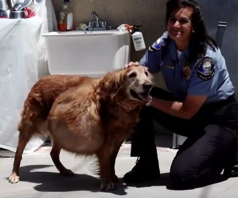 perro tumor
