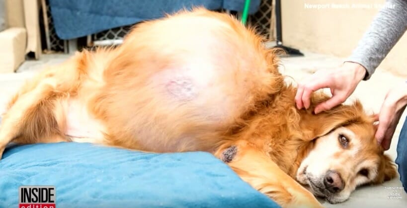 tumor perro