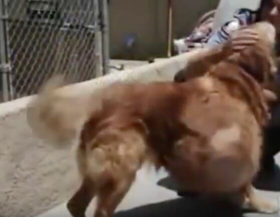 perro tumor