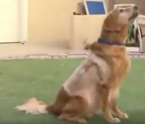 perro con tumor