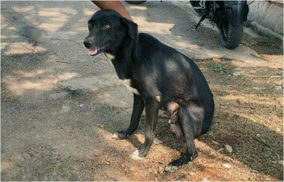 Herrelös hund, tik