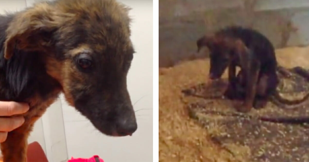 Perro Abandonado Lee Todo Lo Ultimo Sobre Perro Abandonado On Newsner