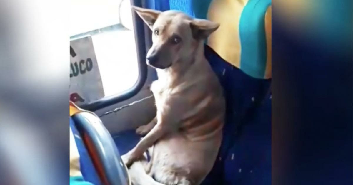 perro en autobús