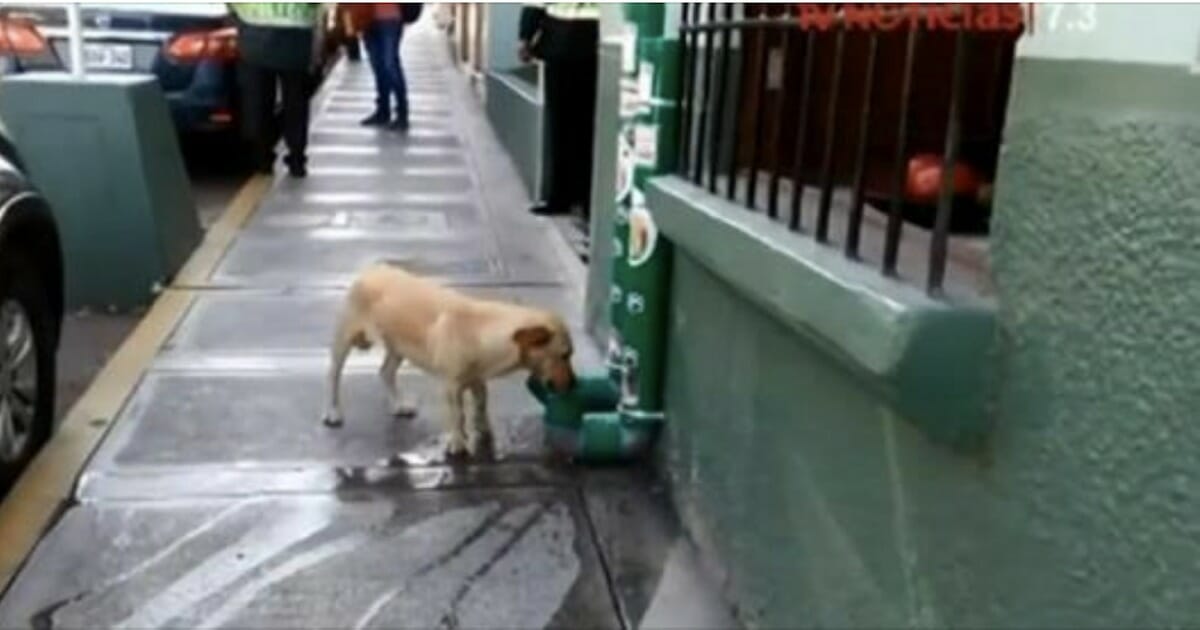 Policias Quieren Luchar Contra El Maltrato Animal En Peru