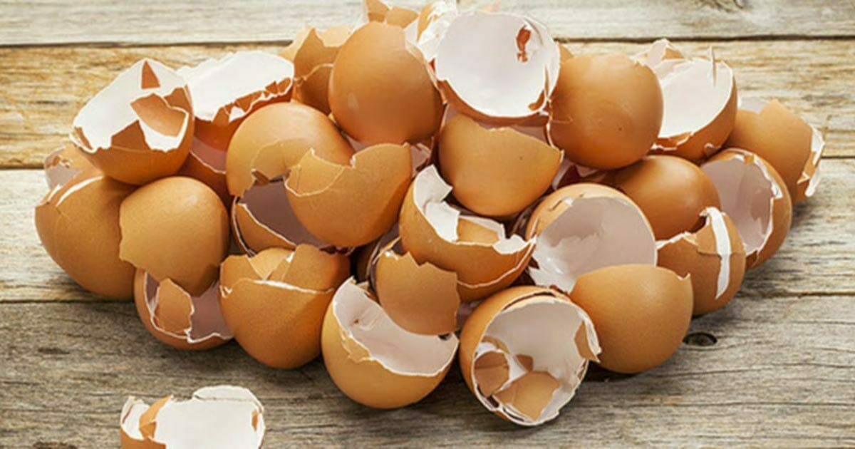 Cáscaras de huevo 9 razones por las que no debes tirarlas. Cáscaras de huevo 9 razones por las que no debes tirarlas.