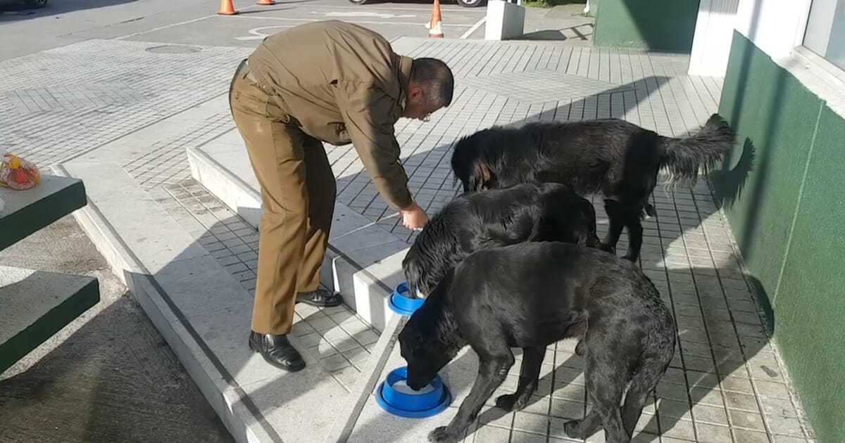 Policia Cuida Y Alimenta A Perros Callejeros Todos Los Dias