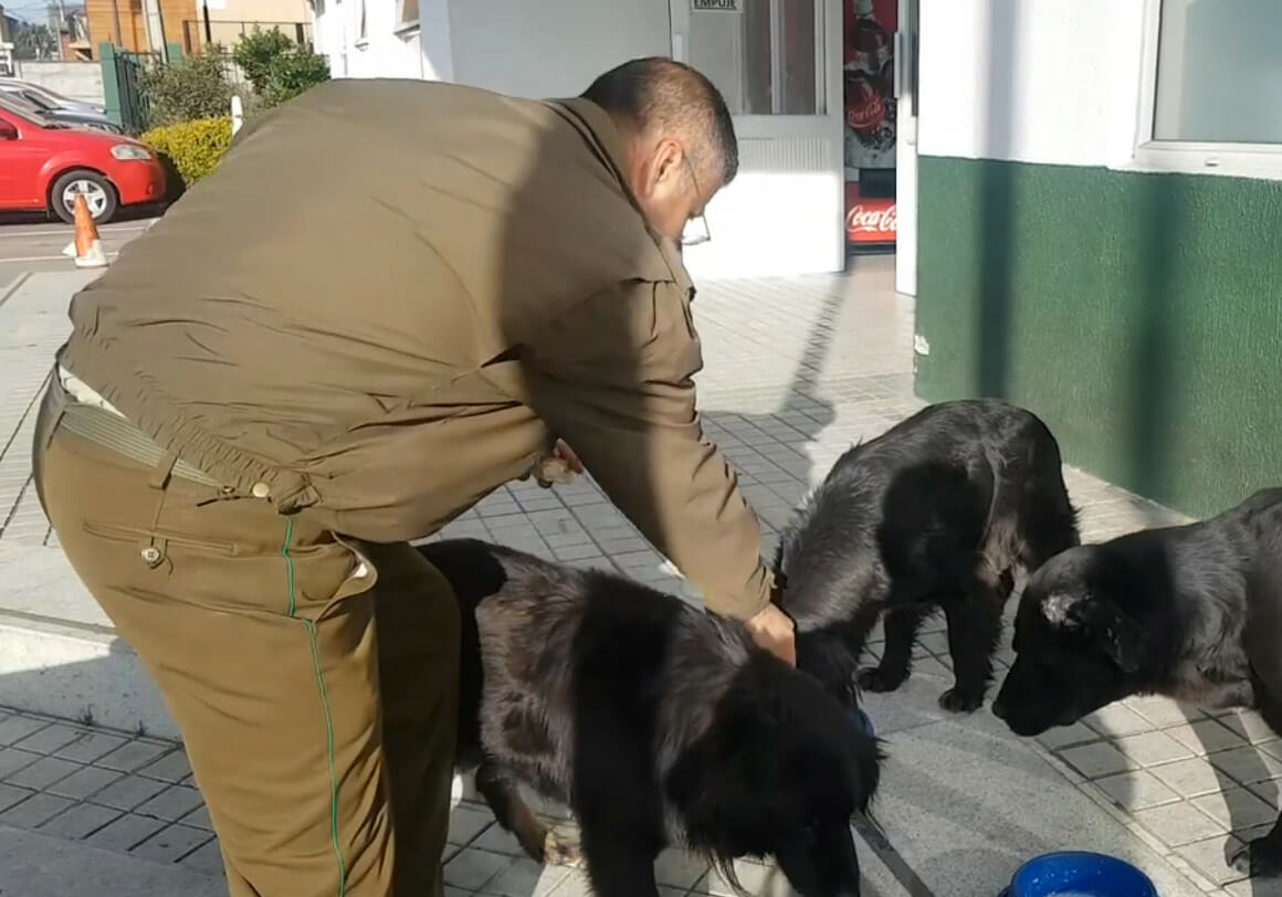 Policia Cuida Y Alimenta A Perros Callejeros Todos Los Dias