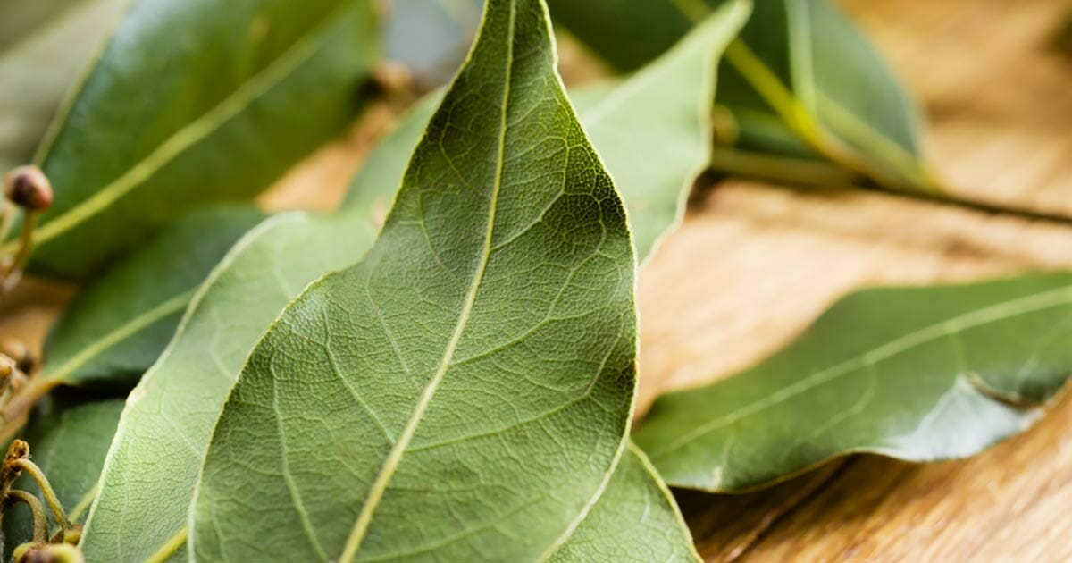 Enciende Una Hoja De Laurel En La Casa Y Espera 10 Minutos