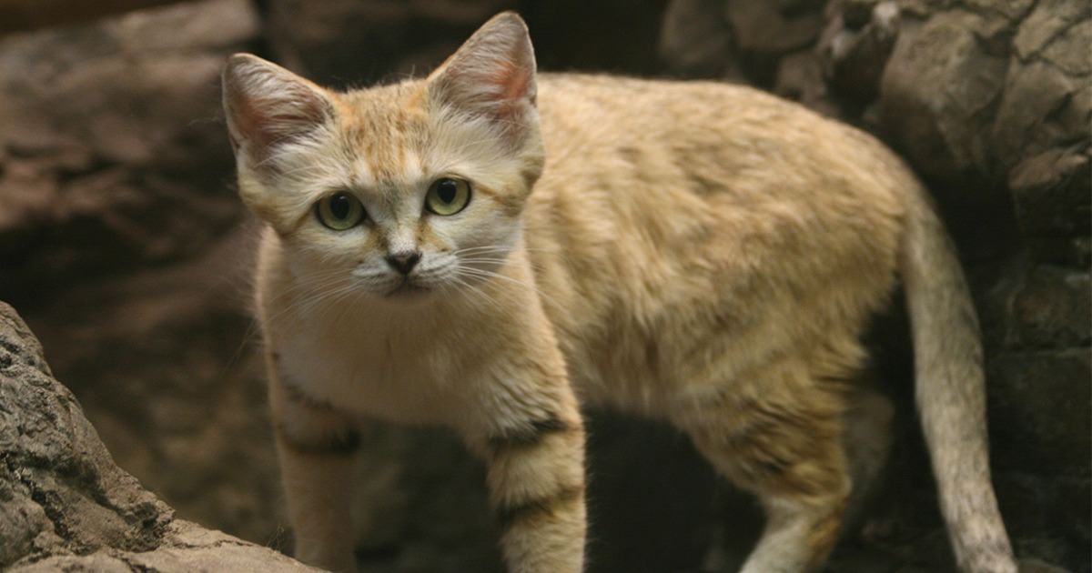 Rare sand cat captured on camera for the first time in ten years