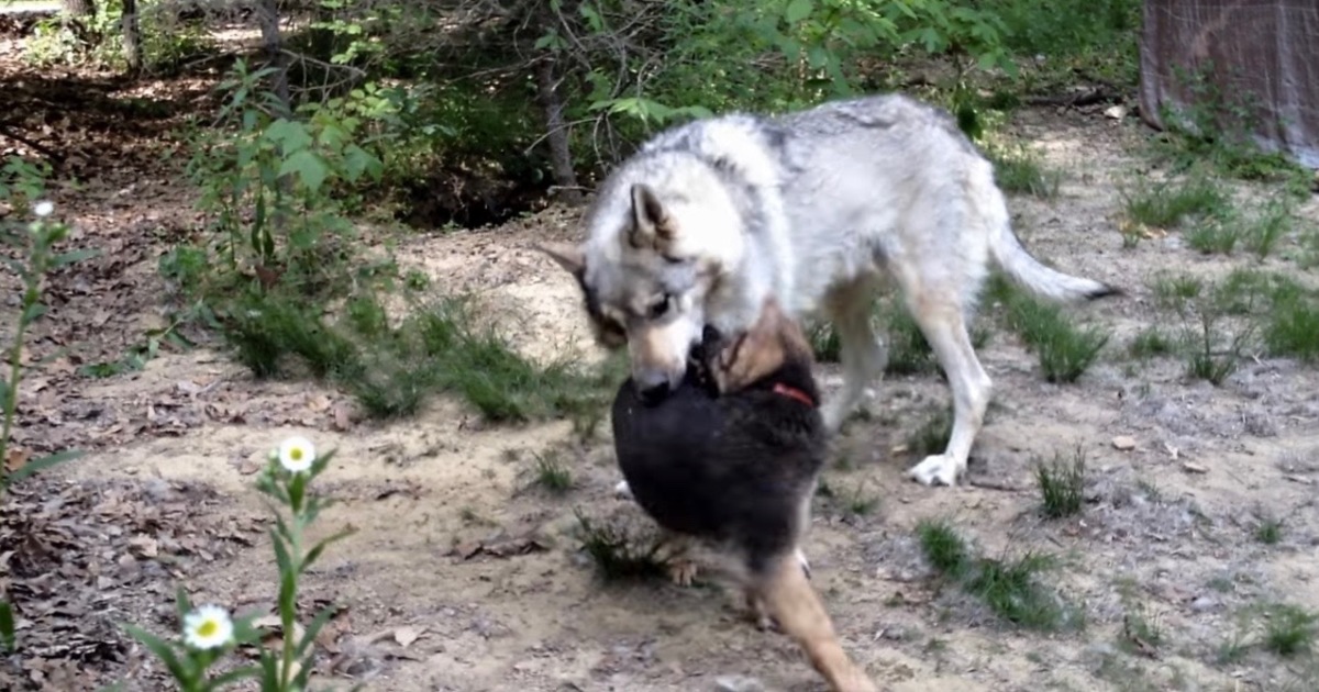 german shepherd and wolf puppies
