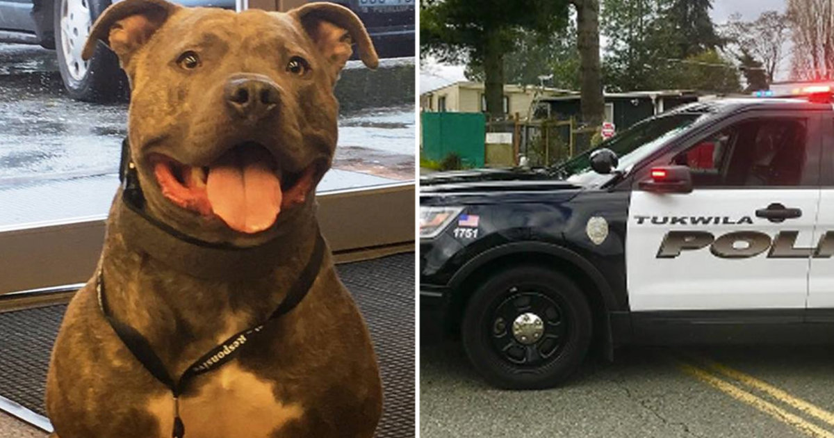 Apollo, the Pitbull Police Dog: A Tail of Courage and Duty