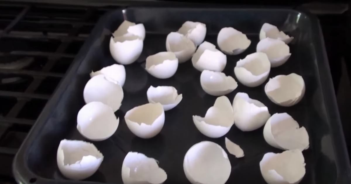 After seeing this, I am never throwing my egg shells in the trash again