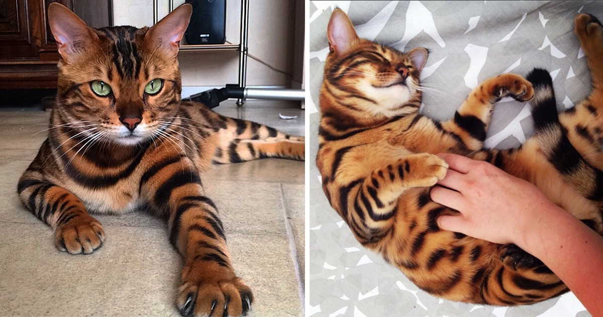 Bengal cat Thor is taking the net by storm with his incredible fur