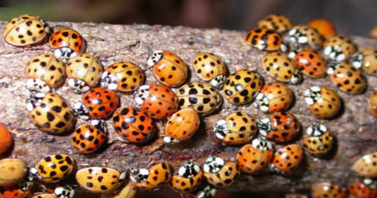 Those might not be common ladybugs in your house - look closer and ...