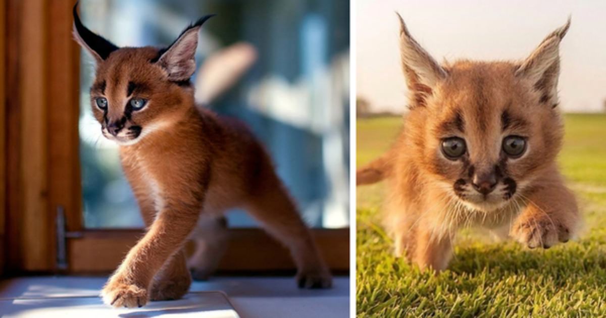 Meet the mini Caracal who are taking the internet by storm