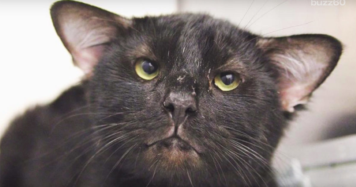 Animal shelter takes in black cat then discovers something amazing behind his ears