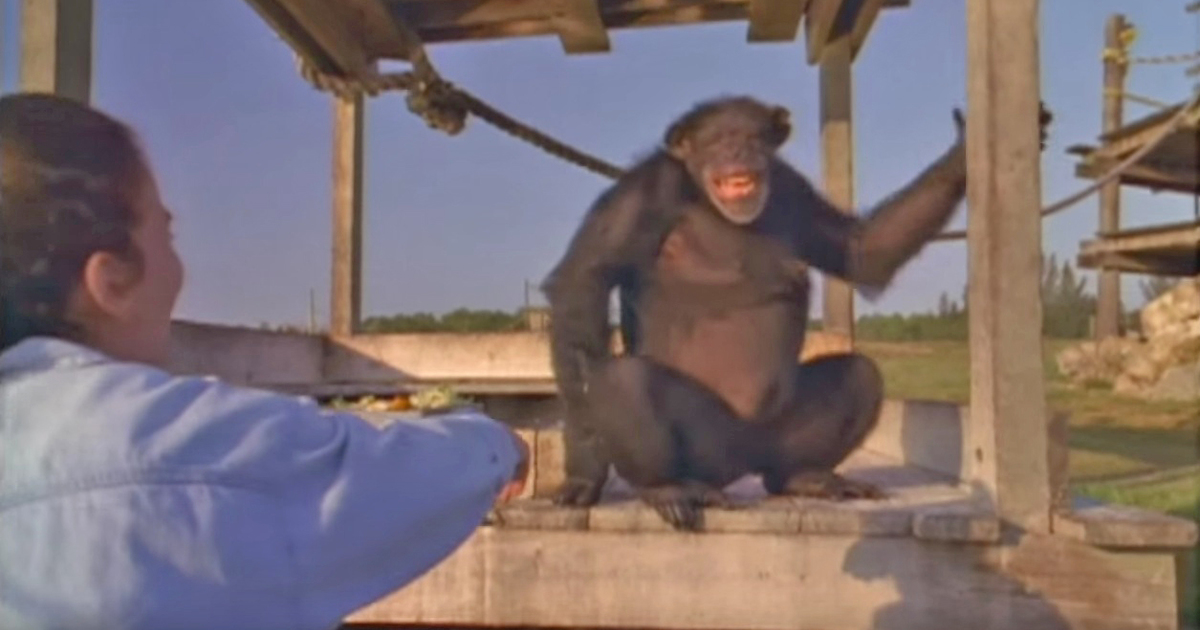 Chimpanzee visual data 6