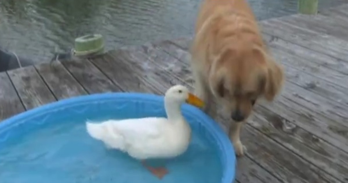This Dog And Duck Have Been Best Friends Since They Were Babies.
