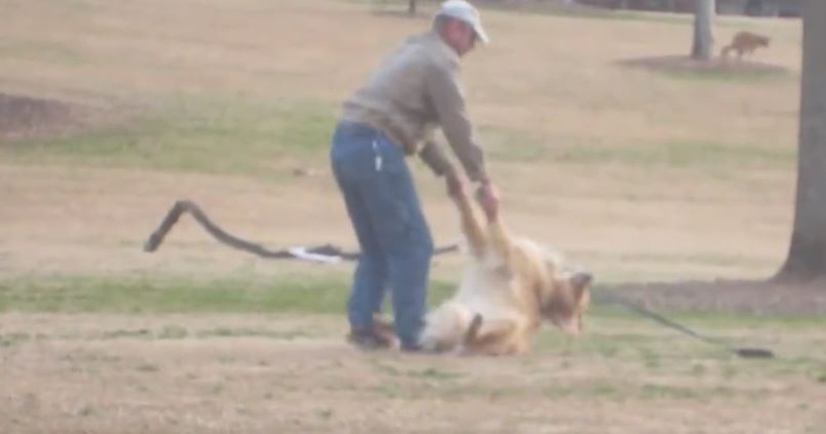Dog Plays Dead So He Can Enjoy The Park A Little Bit Longer.
