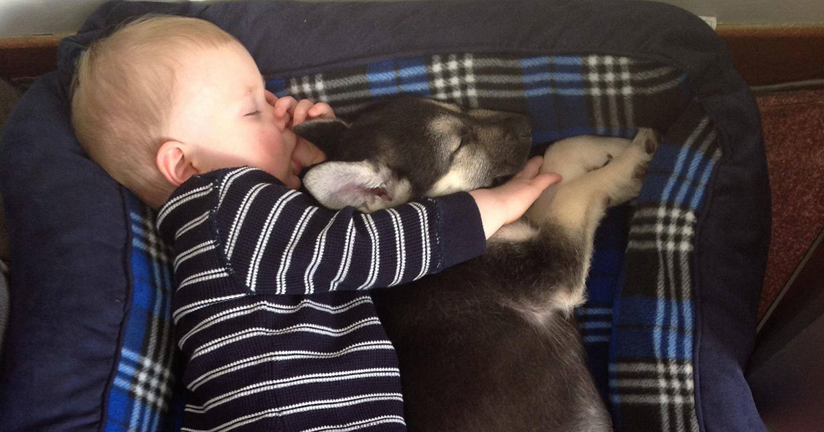7 surprising reasons why you should sleep with your dog in bed every night