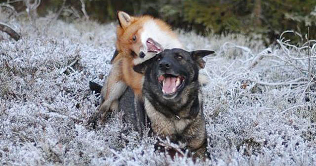 dog and a fox