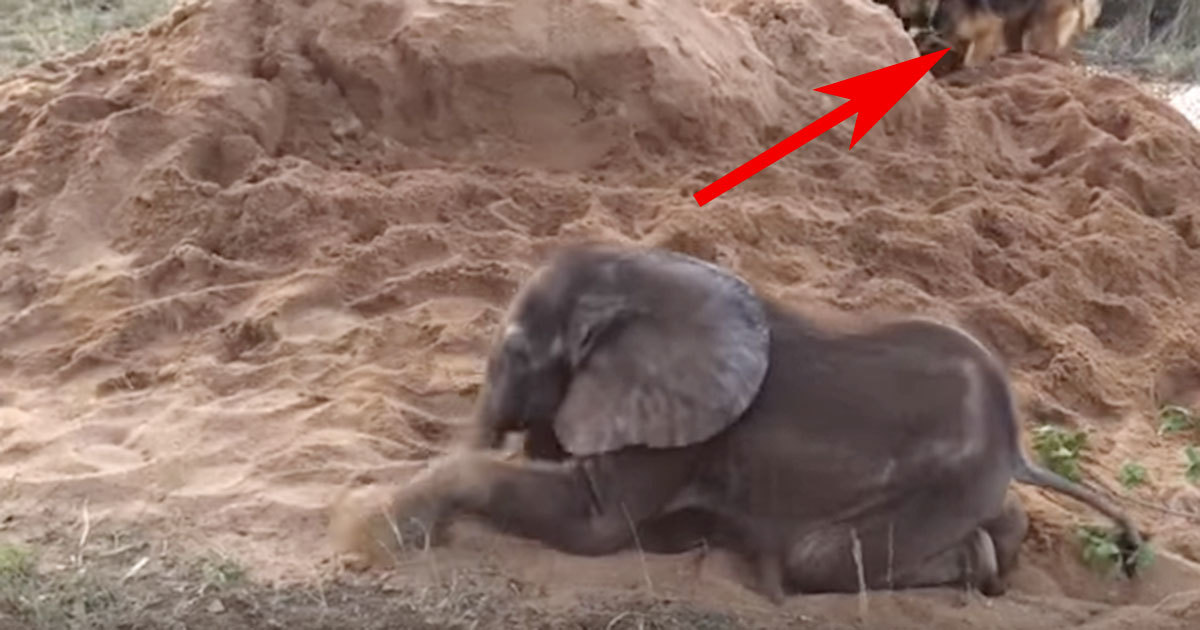 Abandoned Baby Elephant Gets Life Back Thanks To German Shepherd Duma.