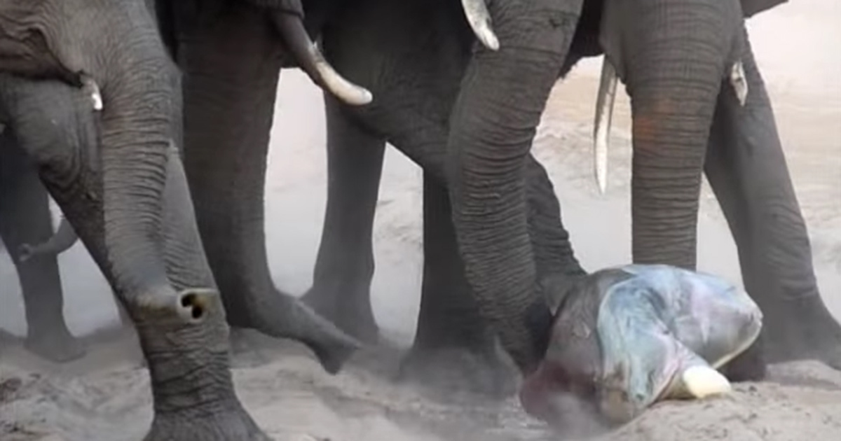 Mom Gives Birth To Baby Elephant. But Watch When The Herd Sees The Tiny