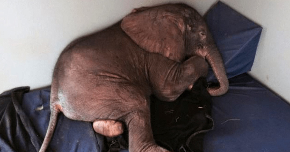 Baby elephant is rejected by herd and depressed now look when