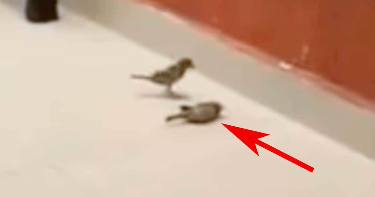 The Bird Flew Into A Window And Lies Lifeless On The Ground. Now Watch What The Other Bird Does.