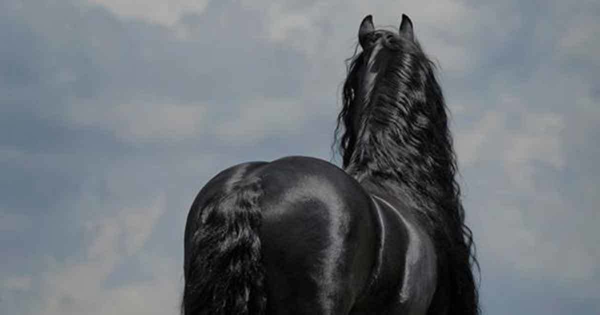  frederik the great - Read up on all the latest about frederik the great Bildidee 