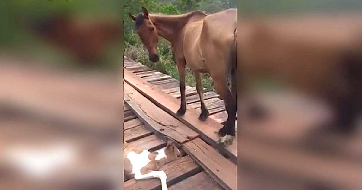 horse stuck on bridge Read up on all the latest about horse stuck on