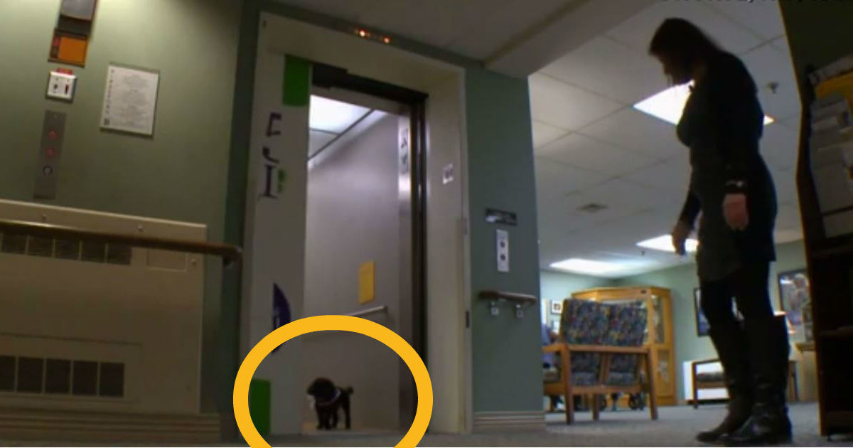 She sees dog walk alone into elevator every day when I see why, my