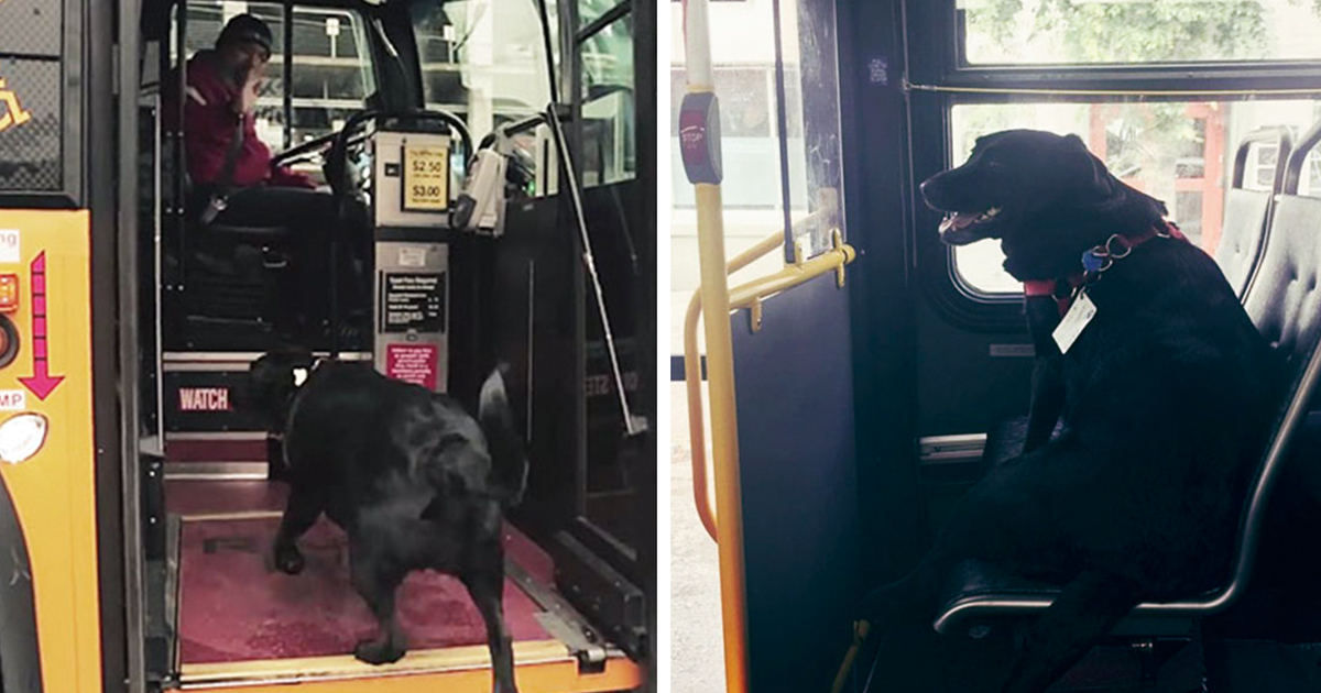 Every day this dog hops on the bus alone to go to the park to play