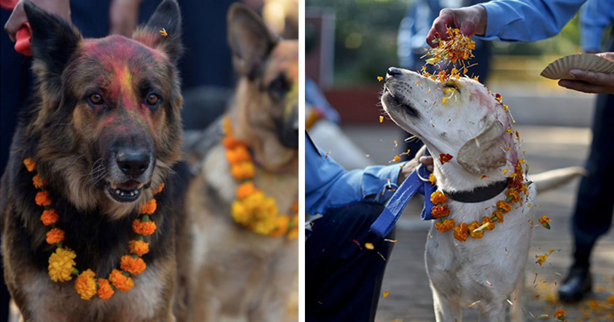 In Nepal, Dogs Get Their Own Festival To Celebrate That They Are Man’s Best Friend.