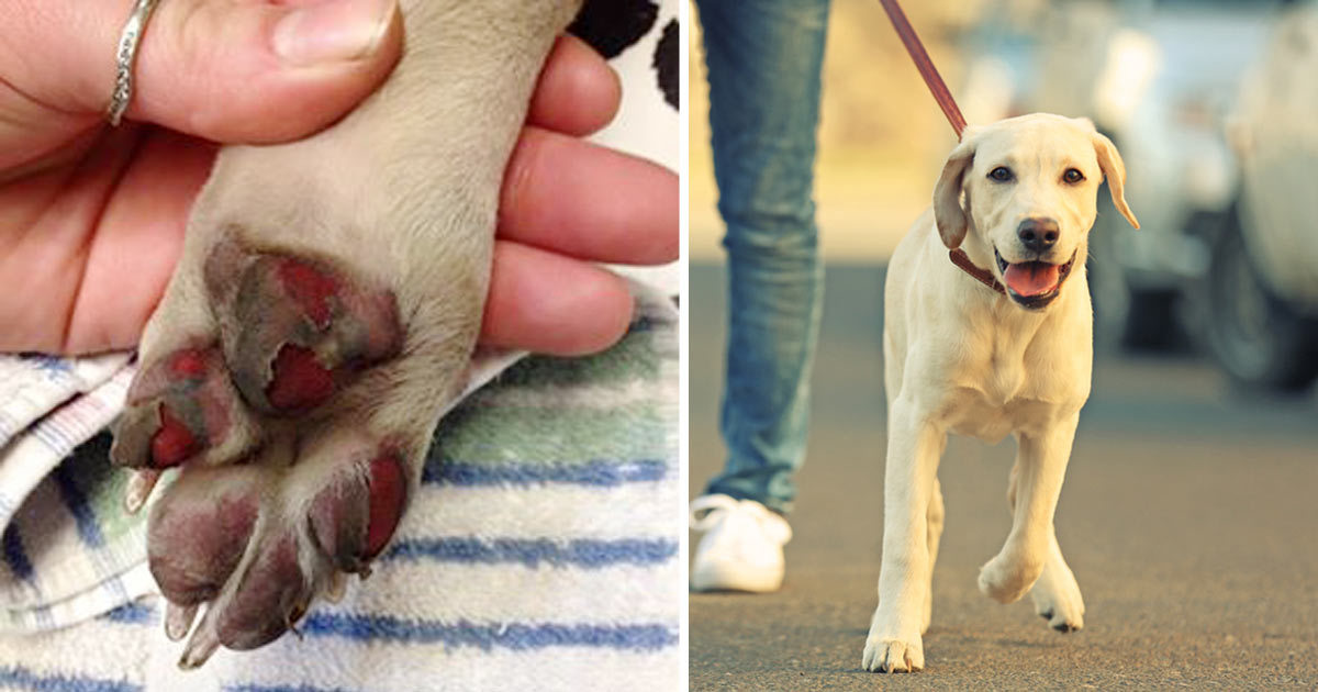 This Dog’s Paws Bled After Walking On Hot Asphalt. Now Her Vet Is