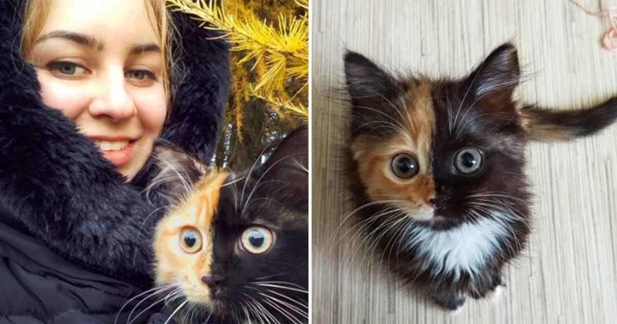 instagram cat Read up on all the latest about instagram cat on Newsner